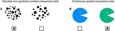 Development of a Possible General Magnitude System for Number and Space